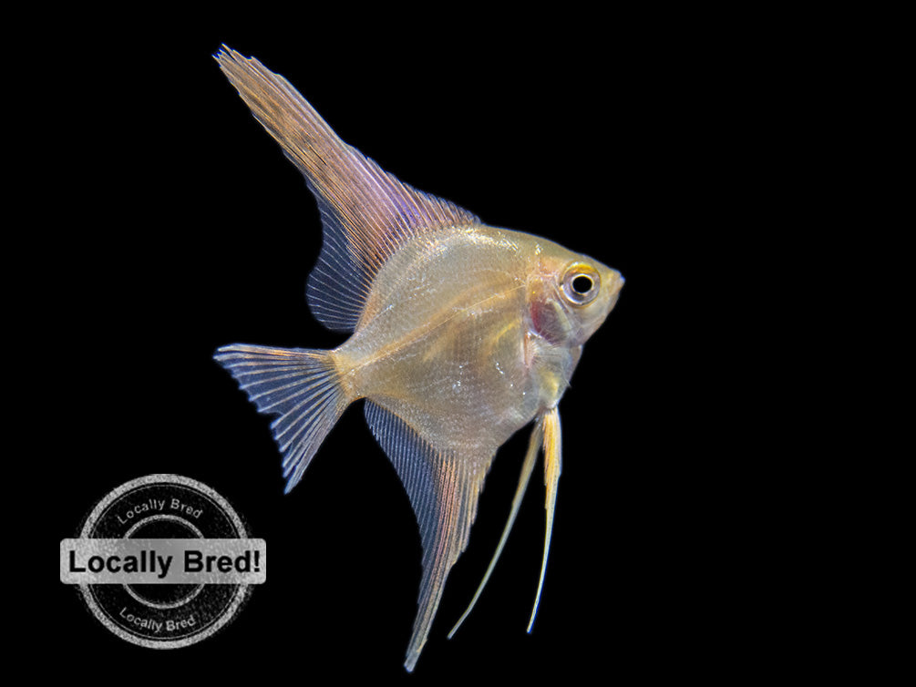 Gold Angelfish (Pterophyllum scalare), Locally-Bred