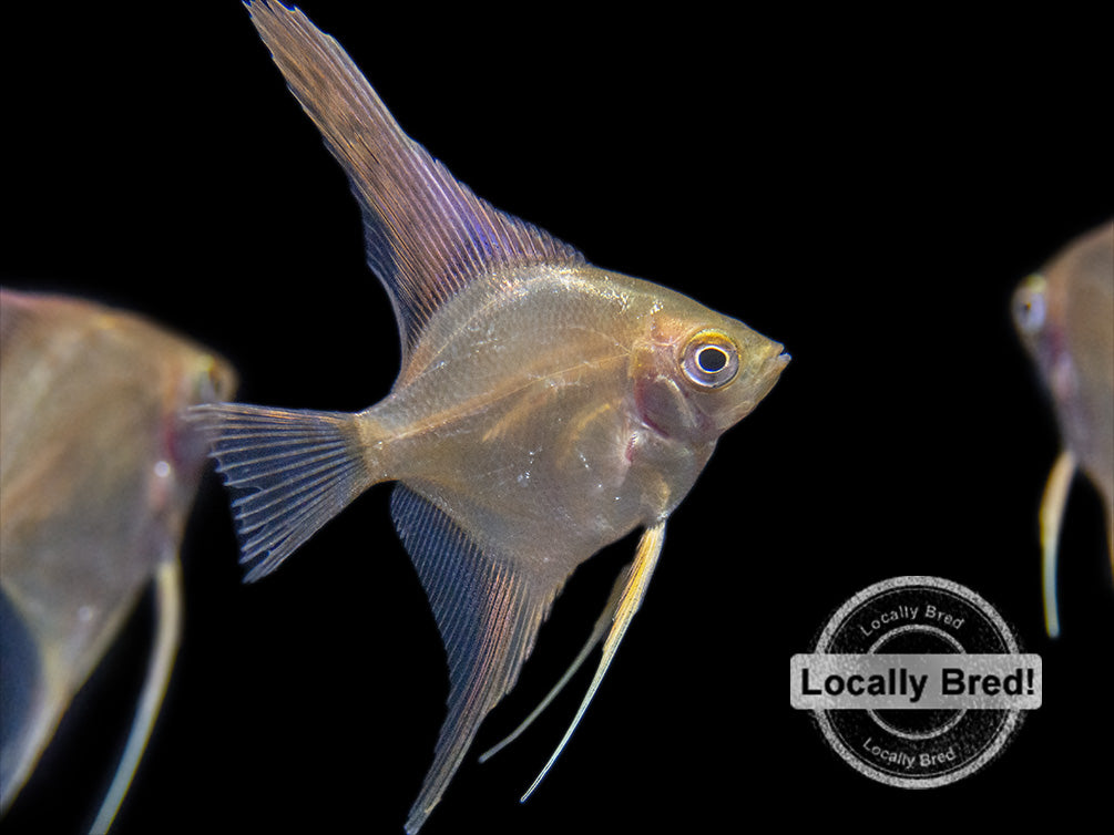 Gold Angelfish (Pterophyllum scalare), Locally-Bred