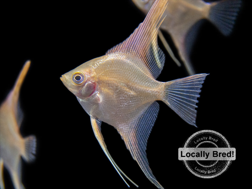 Gold Angelfish (Pterophyllum scalare), Locally-Bred