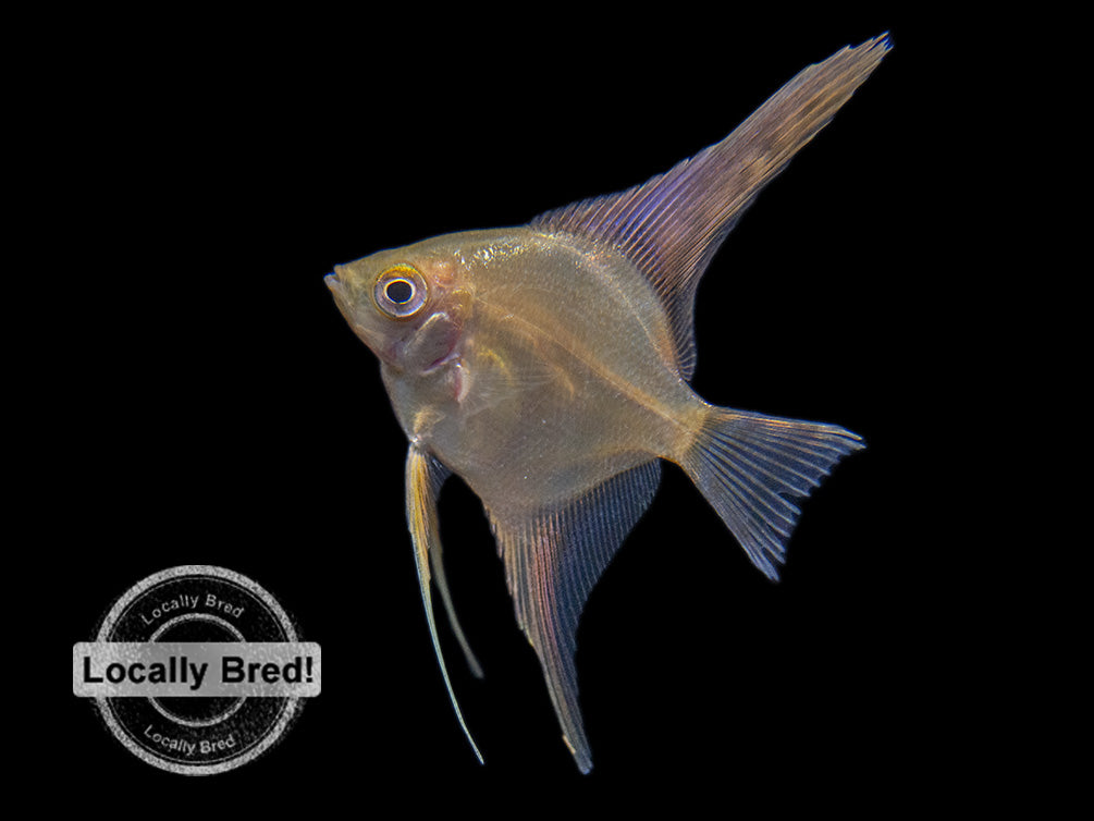 Gold Angelfish (Pterophyllum scalare), Locally-Bred