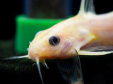 Gold Nigrita AKA False Upside-Down Catfish (Synodontis nigrita), Tank-Bred!