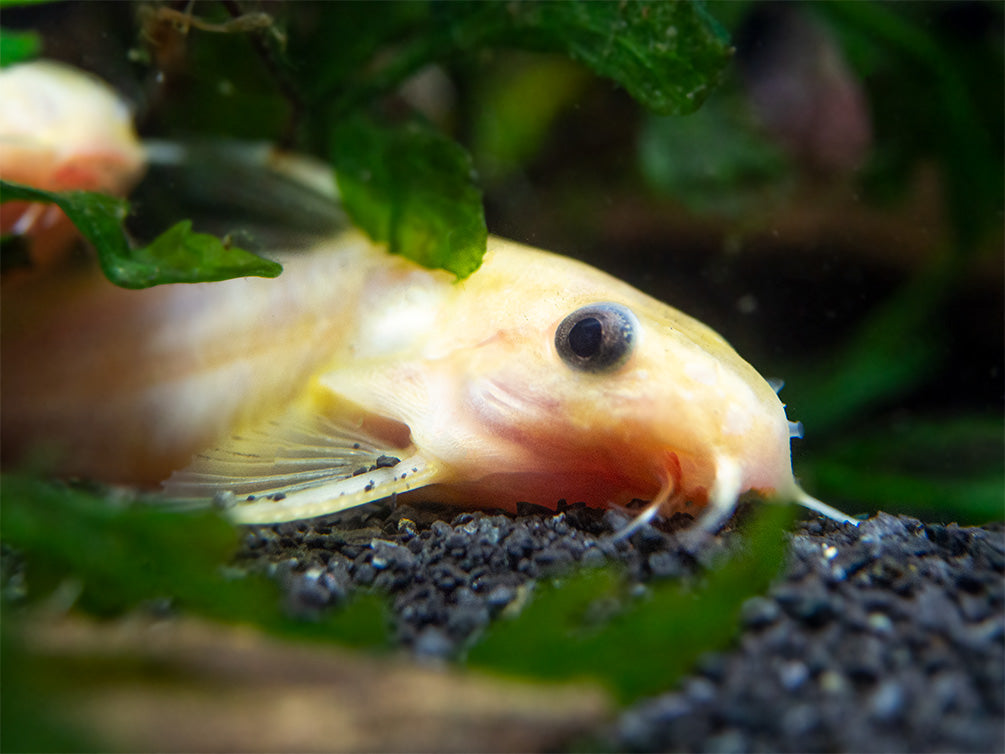 Gold Nigrita AKA False Upside-Down Catfish (Synodontis nigrita), Tank-Bred!