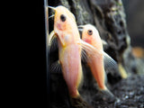 Gold Nigrita AKA False Upside-Down Catfish (Synodontis nigrita), Tank-Bred!