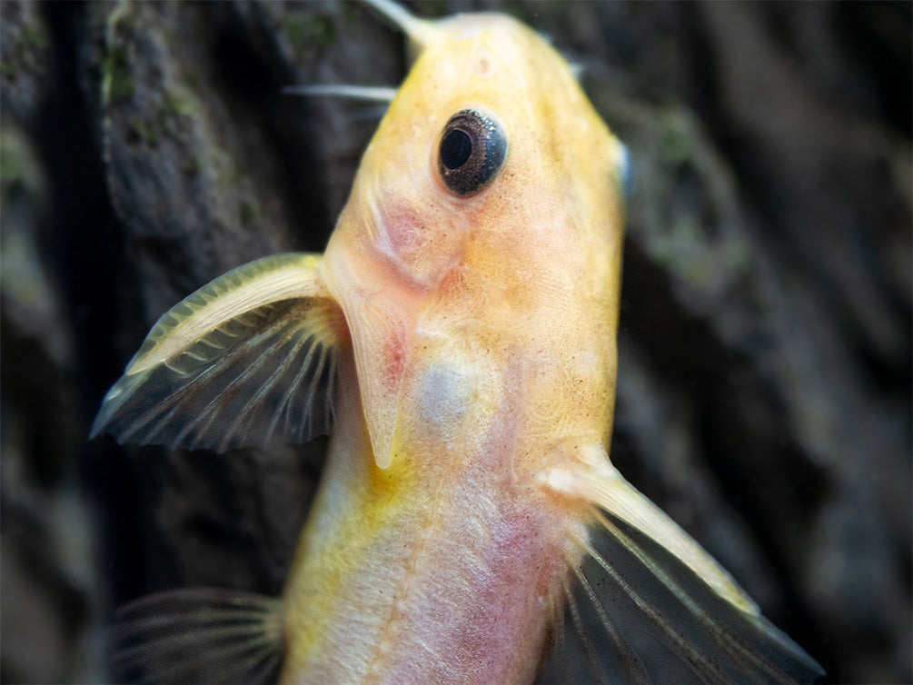 Gold Nigrita AKA False Upside-Down Catfish (Synodontis nigrita), Tank-Bred!