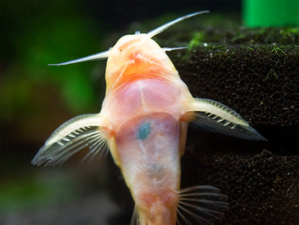 Gold Nigrita AKA False Upside-Down Catfish (Synodontis nigrita), Tank-Bred!