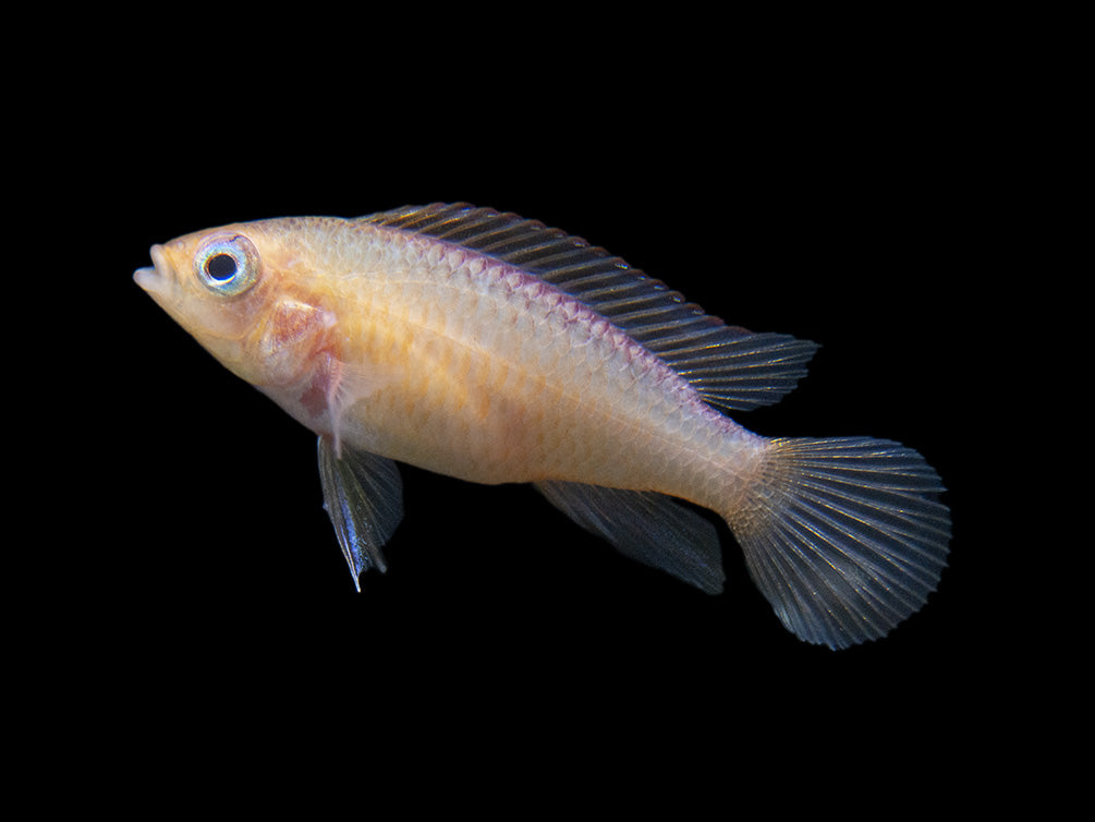 Gold Fire Red Agassizi's Dwarf Cichlid (Apistogramma cf. agassizii), Tank-Bred