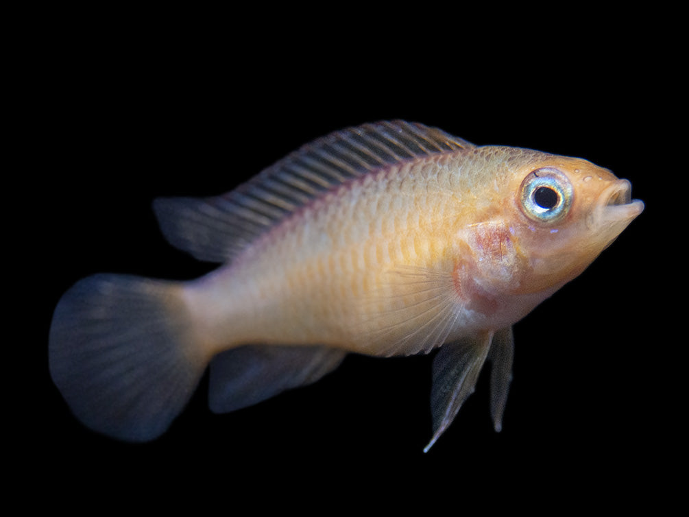 Gold Fire Red Agassizi's Dwarf Cichlid (Apistogramma cf. agassizii), Tank-Bred