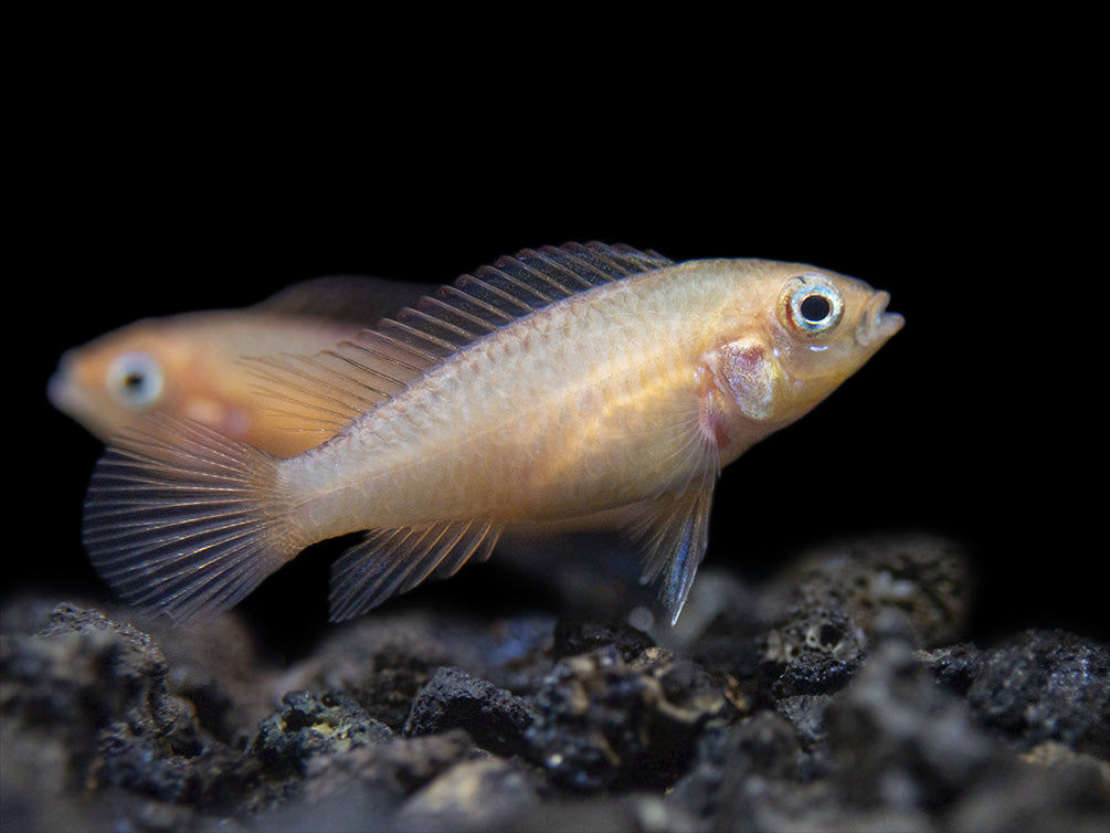 Gold Fire Red Agassizi's Dwarf Cichlid (Apistogramma cf. agassizii), Tank-Bred