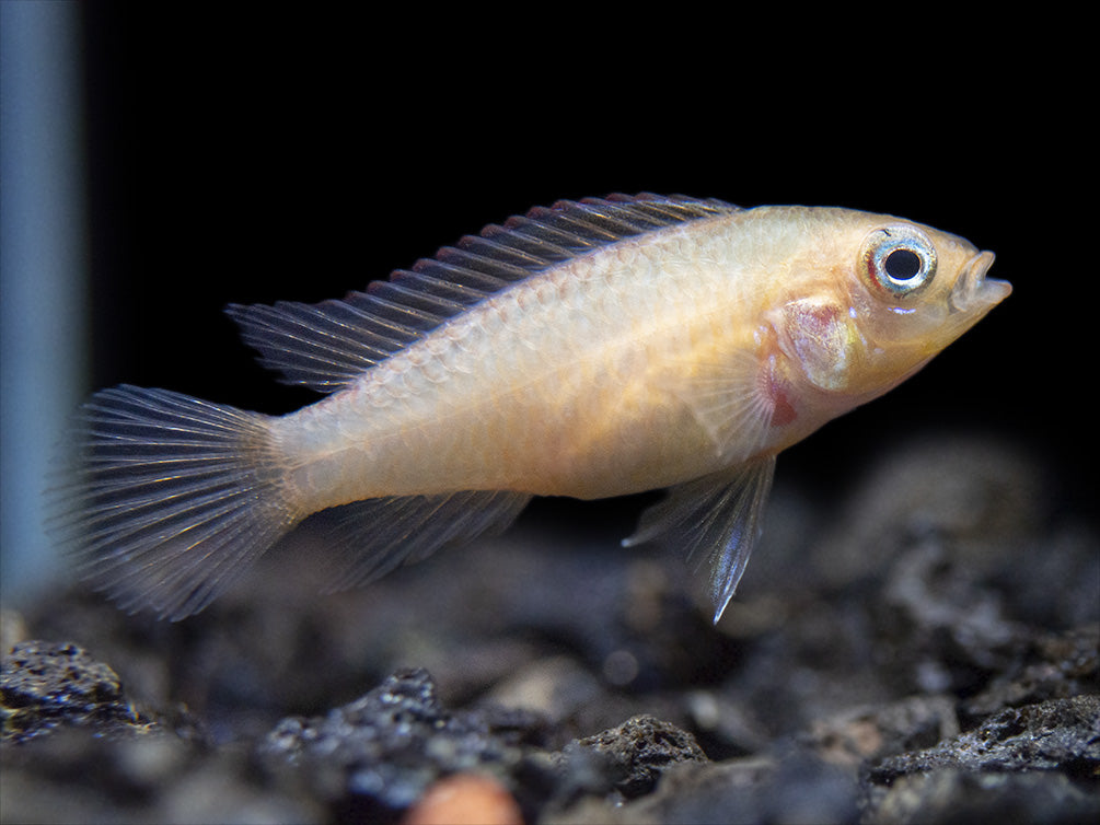 Gold Fire Red Agassizi's Dwarf Cichlid (Apistogramma cf. agassizii), Tank-Bred