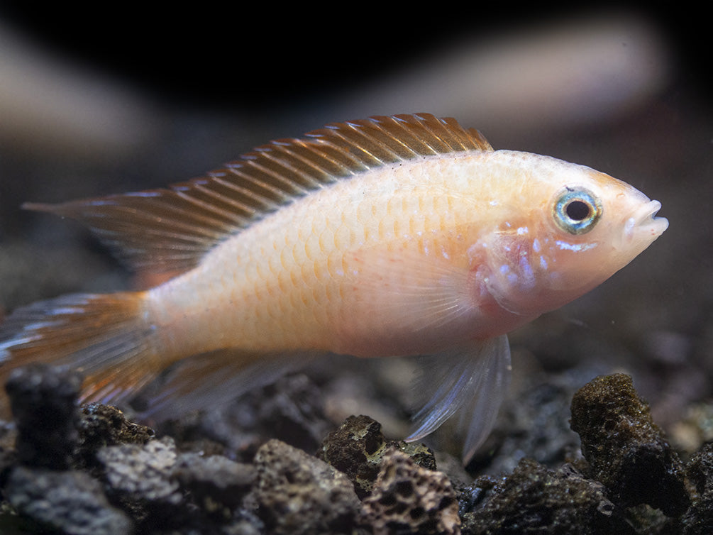 Gold Fire Red Agassizi's Dwarf Cichlid (Apistogramma cf. agassizii), Tank-Bred