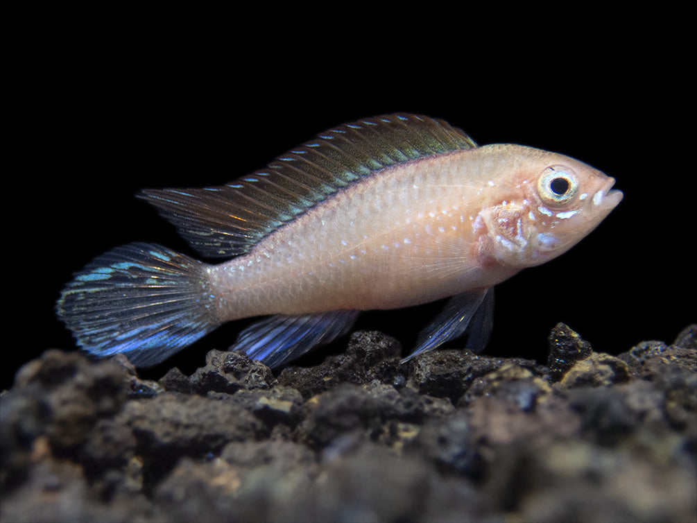 Gold Fire Red Agassizi's Dwarf Cichlid (Apistogramma cf. agassizii), Tank-Bred