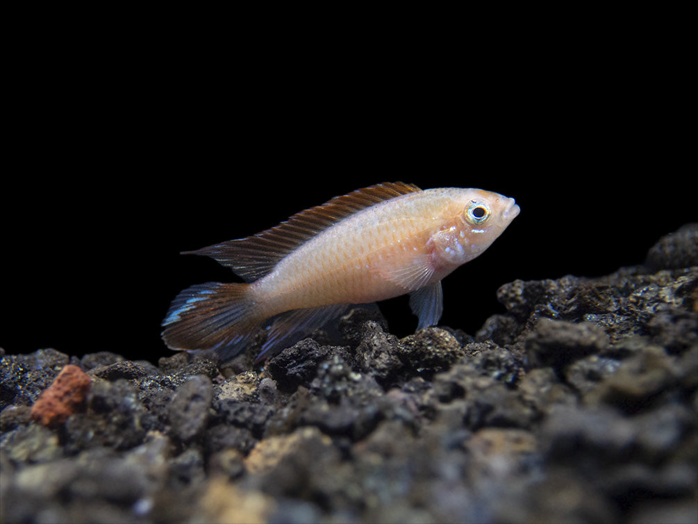 Gold Fire Red Agassizi's Dwarf Cichlid (Apistogramma cf. agassizii), Tank-Bred