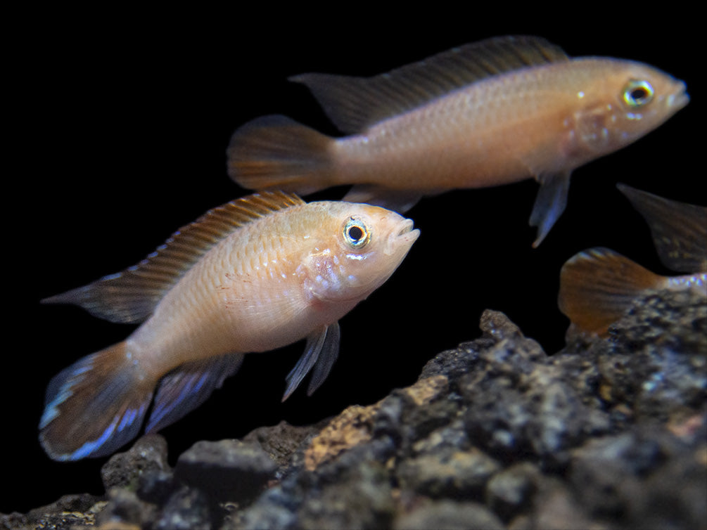 Gold Fire Red Agassizi's Dwarf Cichlid (Apistogramma cf. agassizii), Tank-Bred