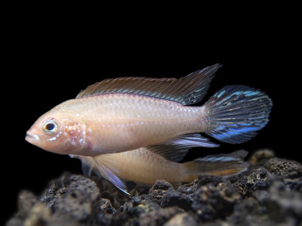 Gold Fire Red Agassizi's Dwarf Cichlid (Apistogramma cf. agassizii), Tank-Bred