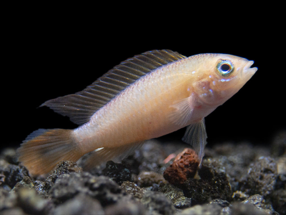 Gold Fire Red Agassizi's Dwarf Cichlid (Apistogramma cf. agassizii), Tank-Bred