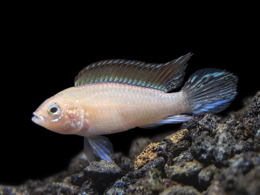 Gold Fire Red Agassizi's Dwarf Cichlid (Apistogramma cf. agassizii), Tank-Bred