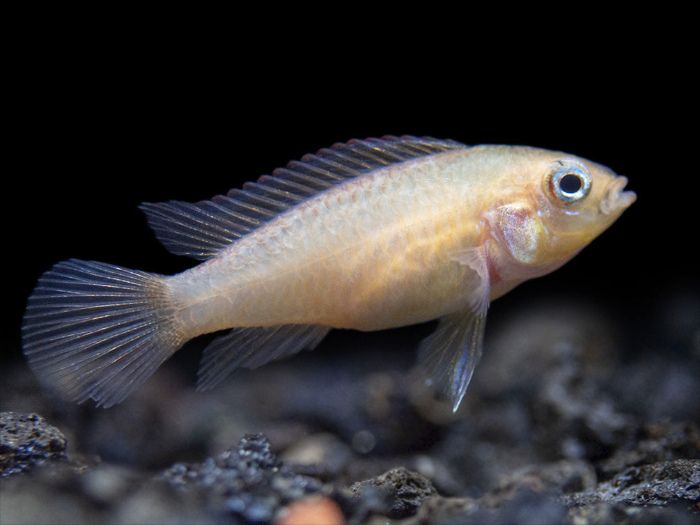 Gold Fire Red Agassizi's Dwarf Cichlid (Apistogramma cf. agassizii), Tank-Bred