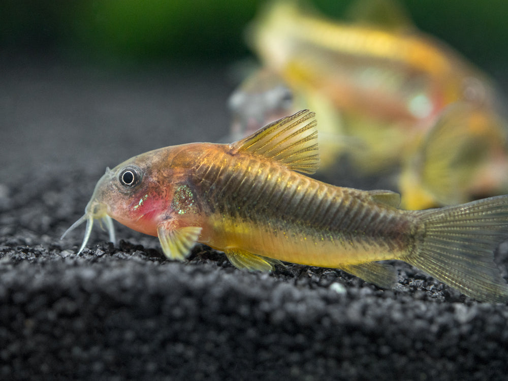 Gold Stripe AKA Gold Laser Cory Catfish (Corydoras sp. CW010), Tank-Bred!