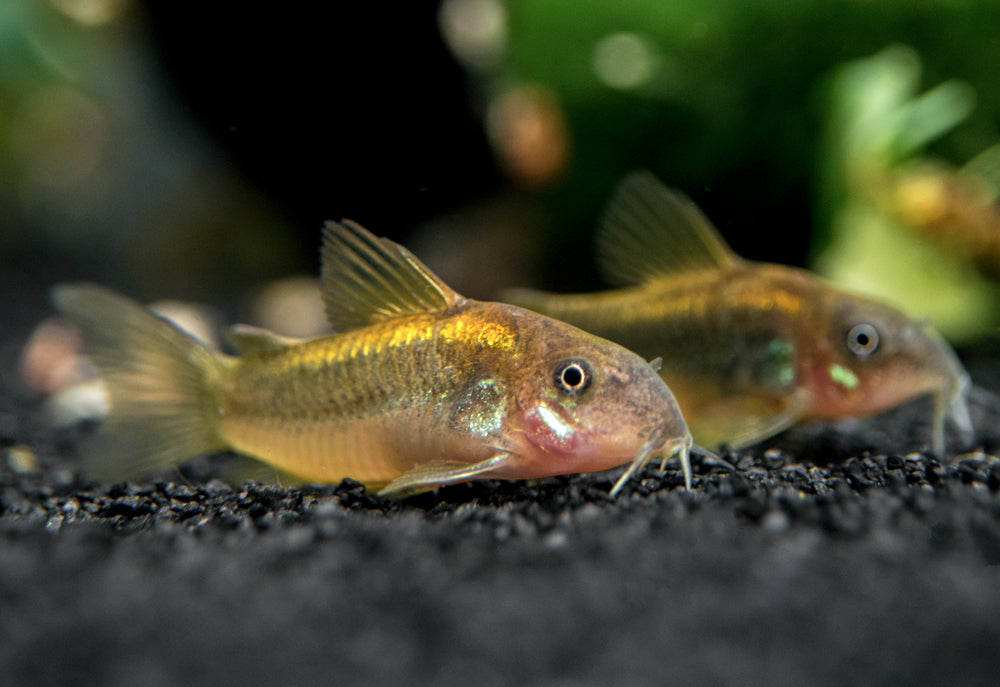 Gold Stripe AKA Gold Laser Cory Catfish (Corydoras sp. CW010), Tank-Bred!