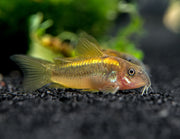 Gold Stripe AKA Gold Laser Cory Catfish (Corydoras sp. CW010), Tank-Bred!