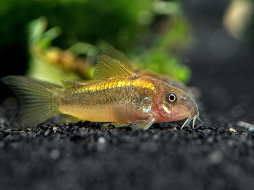 Gold Stripe AKA Gold Laser Cory Catfish (Corydoras sp. CW010), Tank-Bred!