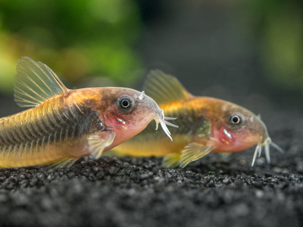 Gold Stripe AKA Gold Laser Cory Catfish (Corydoras sp. CW010), Tank-Bred!