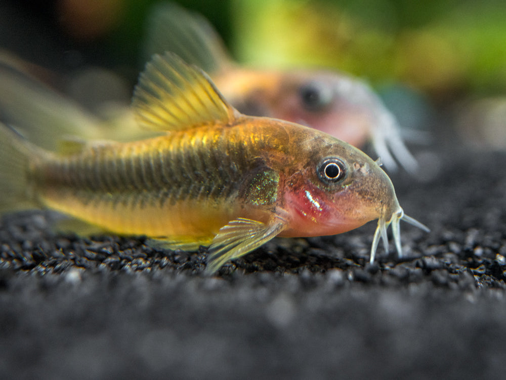 Gold Stripe AKA Gold Laser Cory Catfish (Corydoras sp. CW010), Tank-Bred!