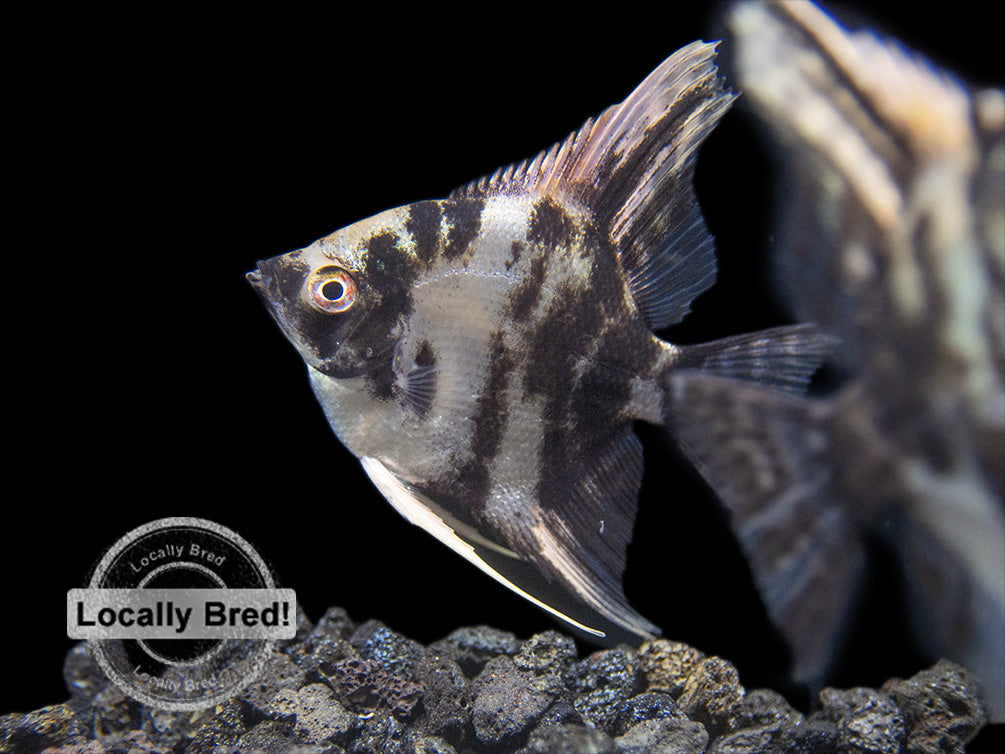 Gold Marble Angelfish (Pterophyllum scalare), Locally-Bred