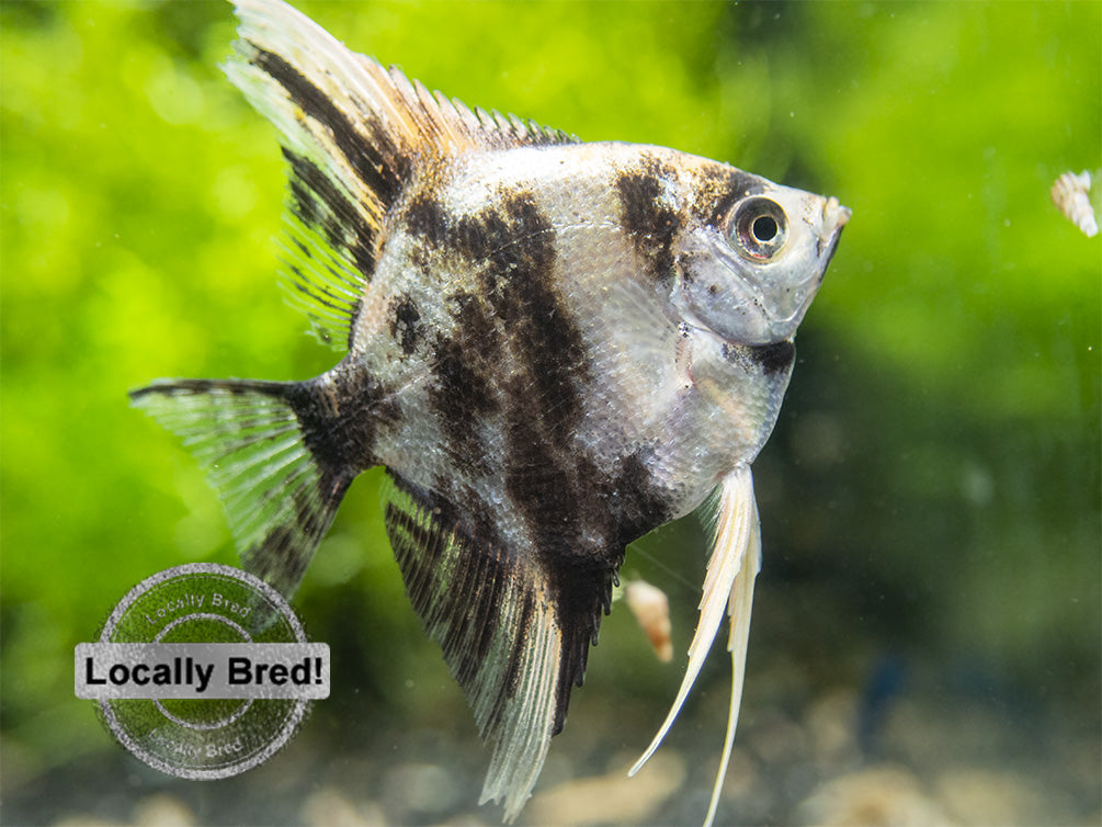 Gold Marble Angelfish (Pterophyllum scalare), Locally-Bred