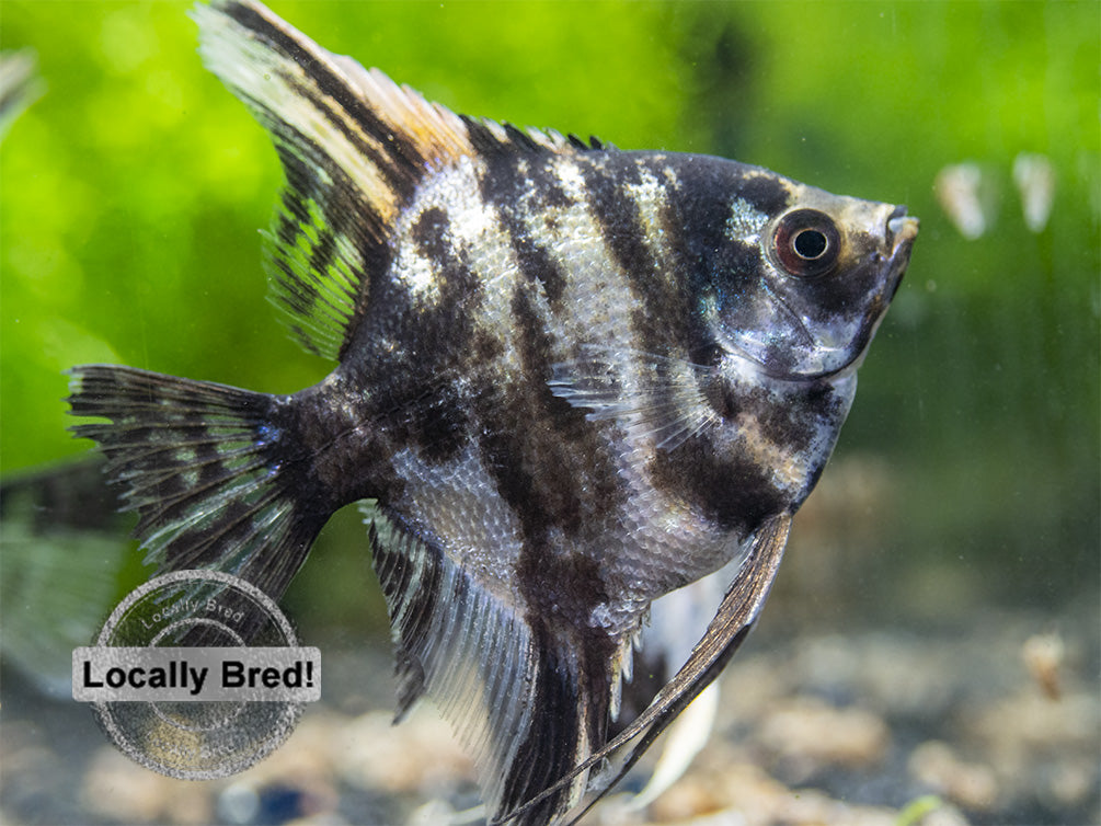 Gold Marble Angelfish (Pterophyllum scalare), Locally-Bred