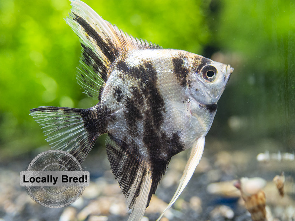 Gold Marble Angelfish (Pterophyllum scalare), Locally-Bred