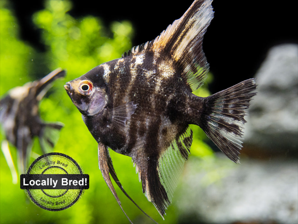 Gold Marble Angelfish (Pterophyllum scalare), Locally-Bred