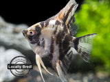 Gold Marble Angelfish (Pterophyllum scalare), Locally-Bred