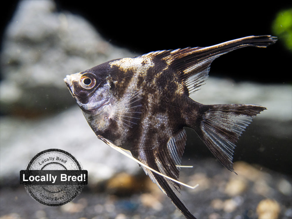 Gold Marble Angelfish (Pterophyllum scalare), Locally-Bred