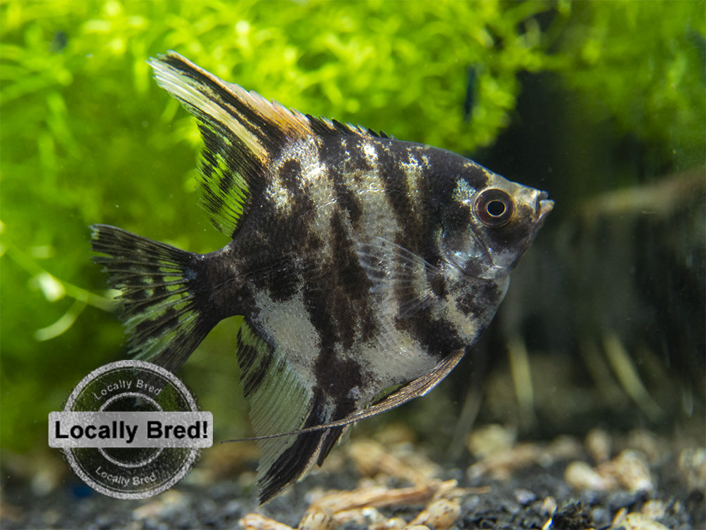 Gold Marble Angelfish (Pterophyllum scalare), Locally-Bred