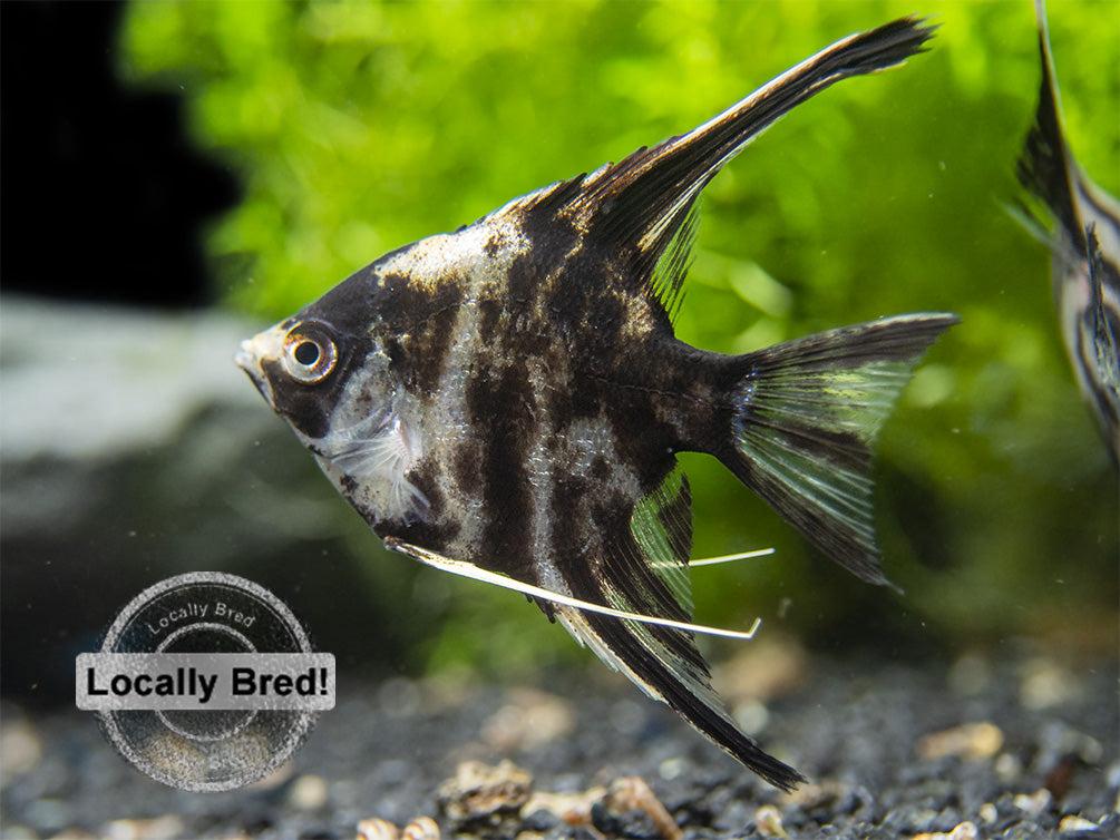 Gold Marble Angelfish (Pterophyllum scalare), Locally-Bred