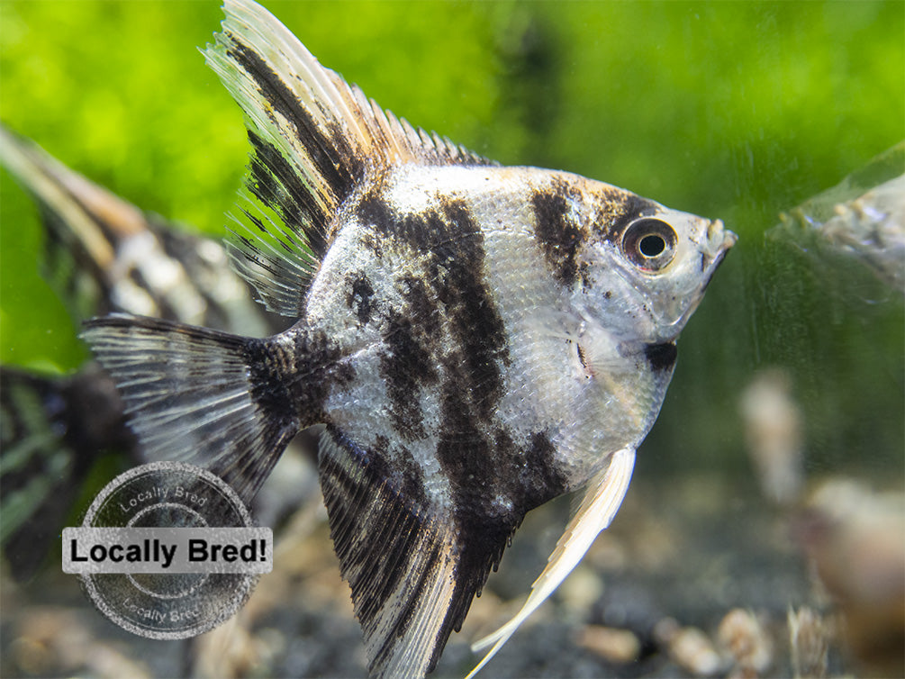 Gold Marble Angelfish (Pterophyllum scalare), Locally-Bred