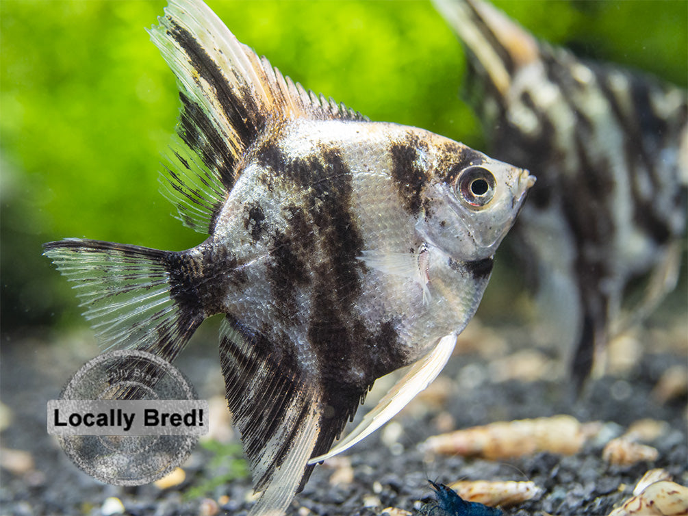 Gold Marble Angelfish (Pterophyllum scalare), Locally-Bred