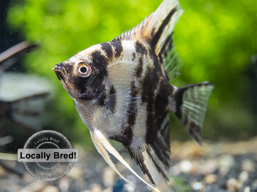 Gold Marble Angelfish (Pterophyllum scalare), Locally-Bred