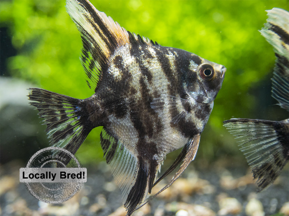 Gold Marble Angelfish (Pterophyllum scalare), Locally-Bred