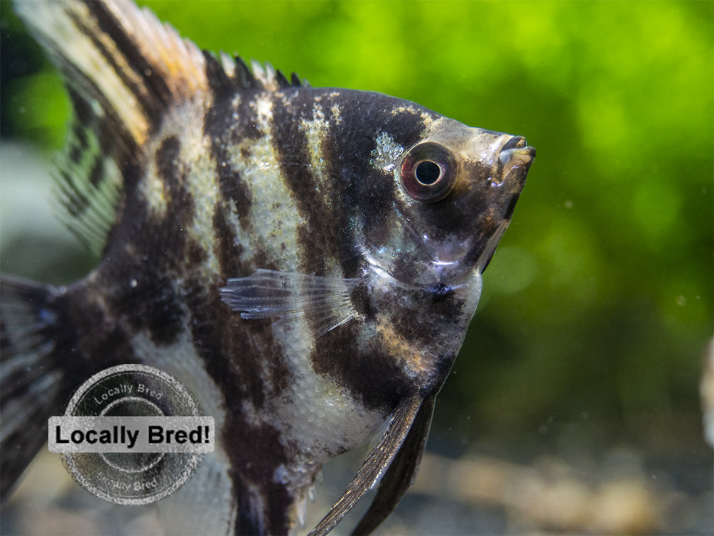 Gold Marble Angelfish (Pterophyllum scalare), Locally-Bred