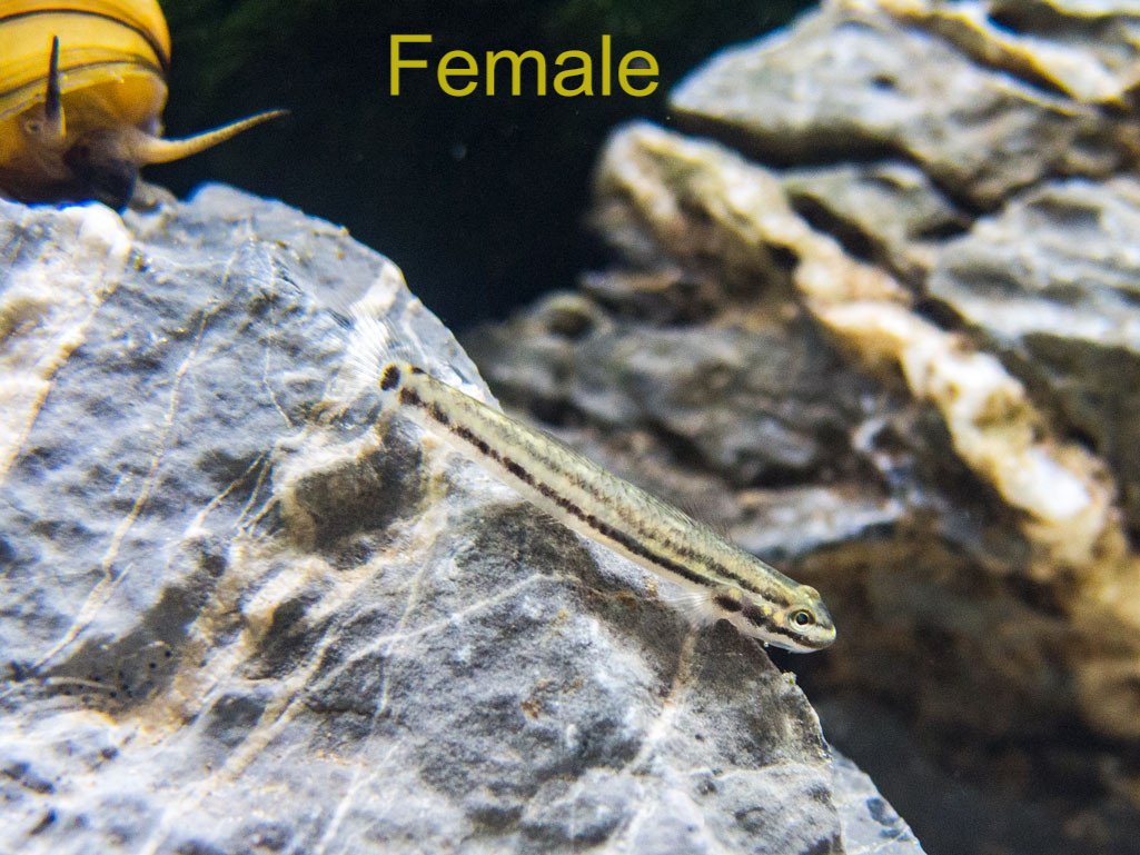 Gold Neon Dwarf Goby (Stiphodon percnopterygionus)