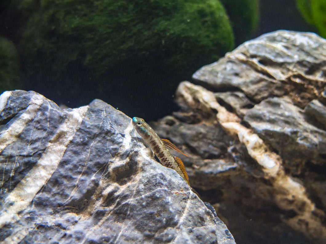 Gold Neon Dwarf Goby (Stiphodon percnopterygionus)