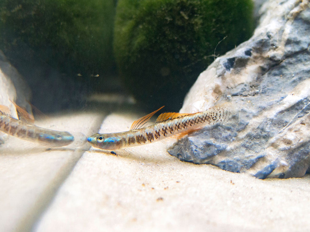 Gold Neon Dwarf Goby (Stiphodon percnopterygionus)