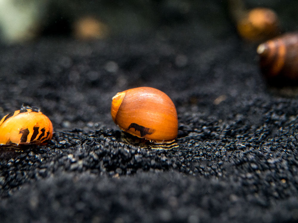 Gold Racer Nerite Snail (Vittina waigiensis)