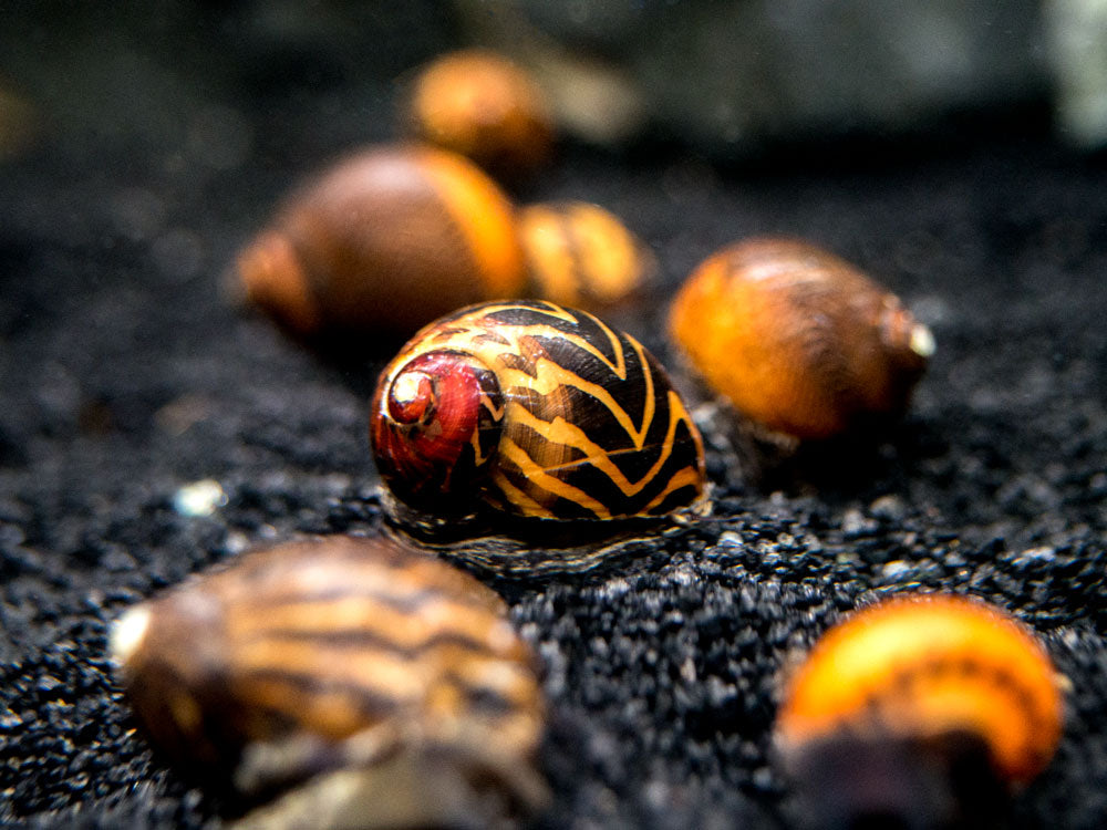 Gold Racer Nerite Snail (Vittina waigiensis)