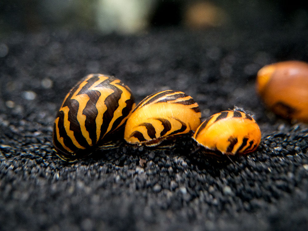 Gold Racer Nerite Snail (Vittina waigiensis)