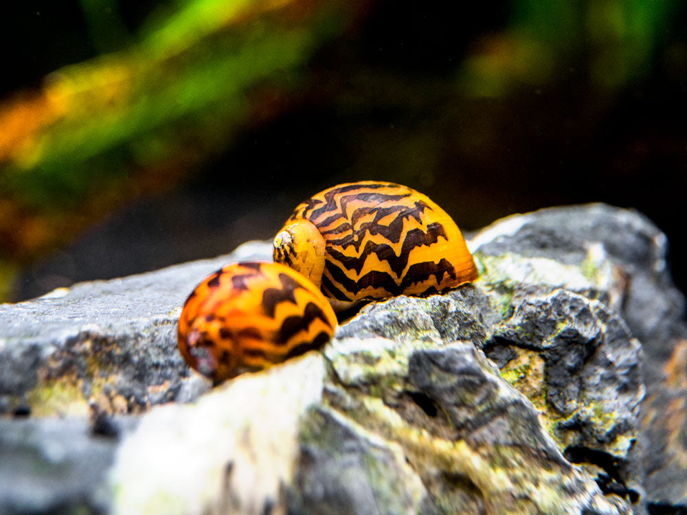 Gold Racer Nerite Snail (Vittina waigiensis)