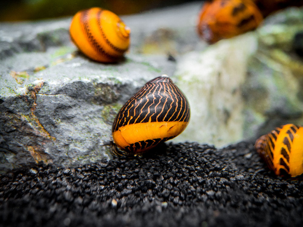 Gold Racer Nerite Snail (Vittina waigiensis)