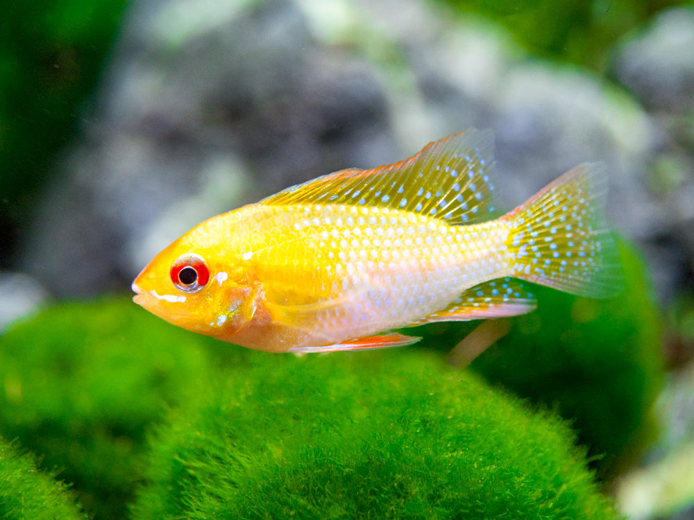 German Gold Ram Dwarf Cichlid (Mikrogeophagus ramirezi var. "Gold") - Tank-Bred!